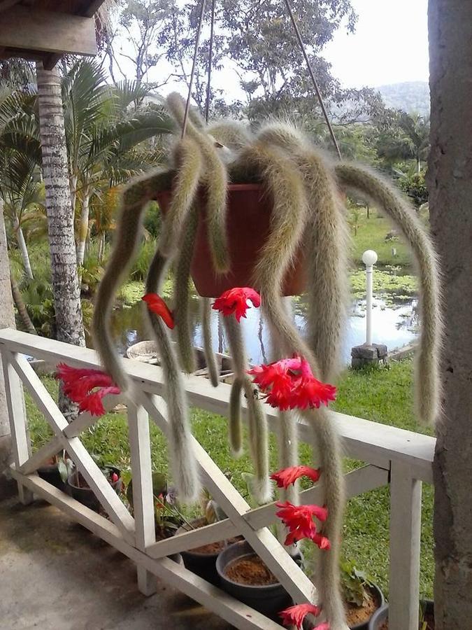 Chacara Agua Viva * Ubatuba